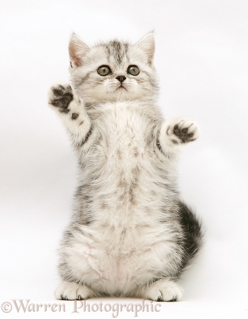 Silver tabby kitten reaching out, white background