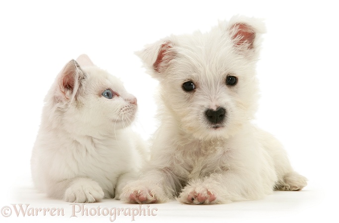 Ragdoll kitten with West Highland White Terrier pup, white background