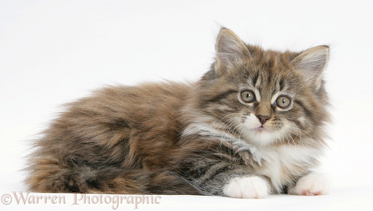 Maine Coon kitten, 8 weeks old, white background