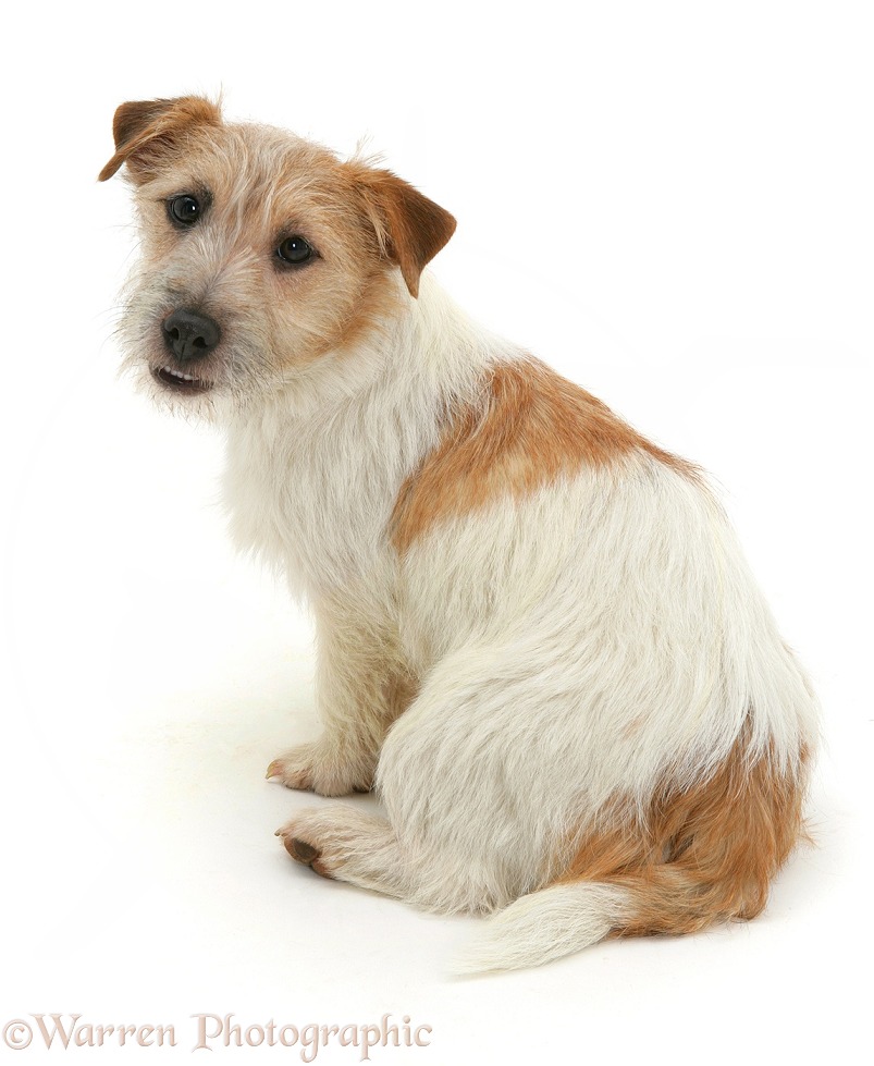 Jack Russell Terrier, Daisy, sitting, looking over her shoulder, white background