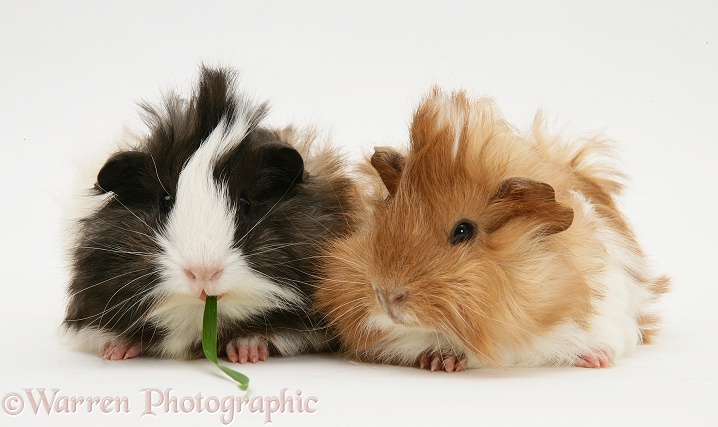 Bad-hair-day Guinea pigs, white background