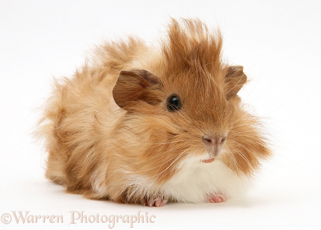 Bad-hair-day Guinea pig, white background
