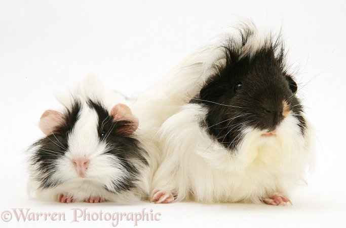 Black-and-white bad-hair-day Guinea pigs, white background