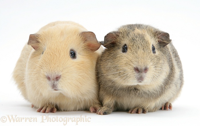 Two Guinea pigs, white background
