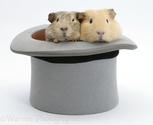Guinea pigs in a top hat, white background