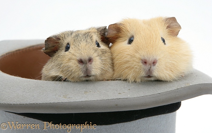Guinea pigs in a top hat, white background