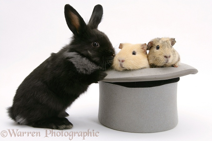 Black Lionhead-cross rabbit with Guinea pigs in a top hat, white background