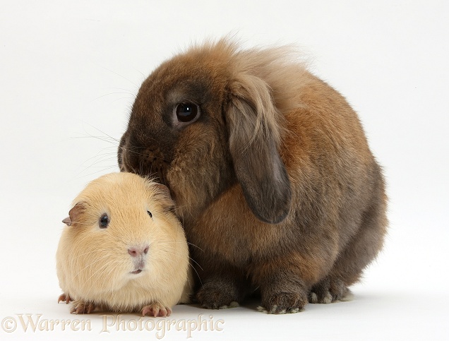 Brown Lionhead-cross rabbit with yellow Guinea pig, white background