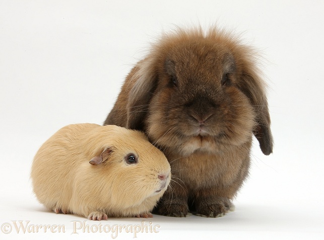 Brown Lionhead-cross rabbit with yellow Guinea pig, white background