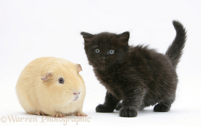 Black kitten with a yellow Guinea pig, white background