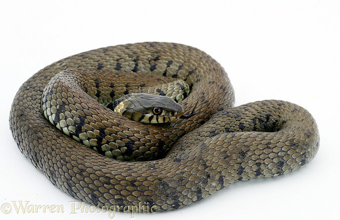 Grass Snake (Natrix natrix).  Europe, white background