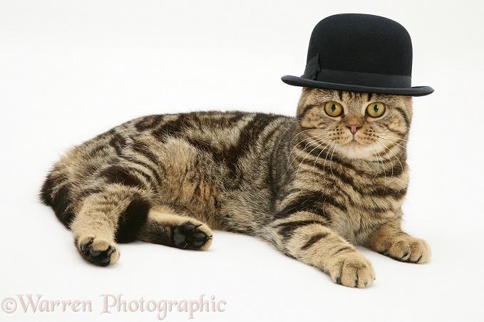 British Shorthair brown tabby cat, Tiger Lily, wearing a bowler hat, white background