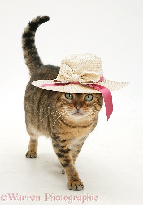 Brown Spotted Bengal female cat, Rasha walking along with a straw hat on, white background