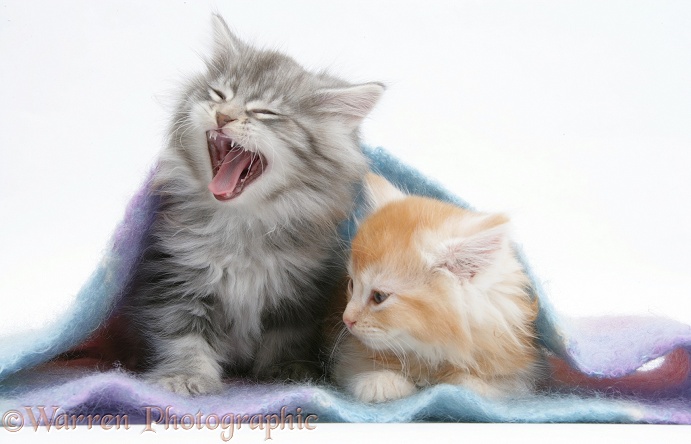 Sleepy Maine Coon kittens under a blanket, one doing a big yawn, white background