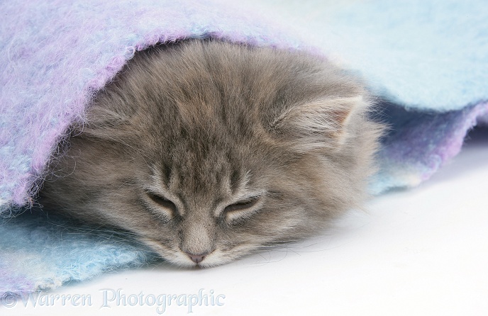 Sleepy Maine Coon kitten under a blanket, white background