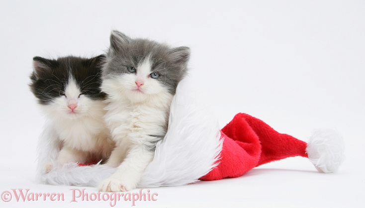 Sleepy black-and-white and grey-and-white kittens in a Father Christmas hat, white background