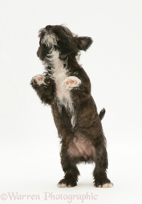 West Highland White Terrier x Jack Russell Terrier Buttercup pup dancing, white background