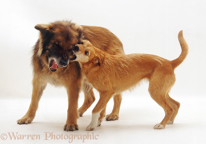 Lakeland Terrier x Border Collie, Tilly, and German Shepherd Dog, Shamus, 11 years old, play-fighting, white background