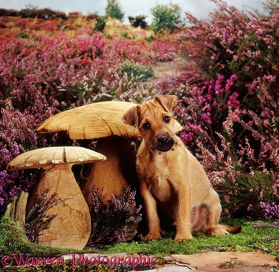 Terrier pup Winston, 10 Weeks old, with wooden mushrooms and heather on Thursley Heath