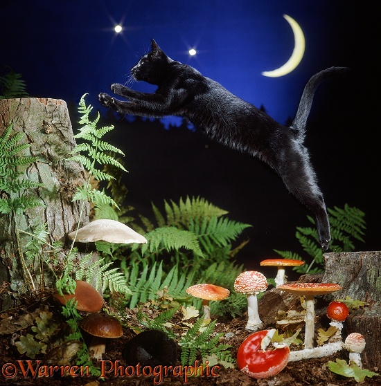 Black cat leaping from tree stump to tree stump at night