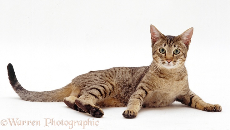Tabby cat lying with head up, white background