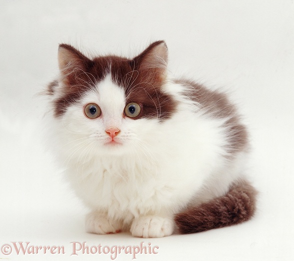 Chocolate-and-white kitten, Batholemew, 9 weeks old, white background