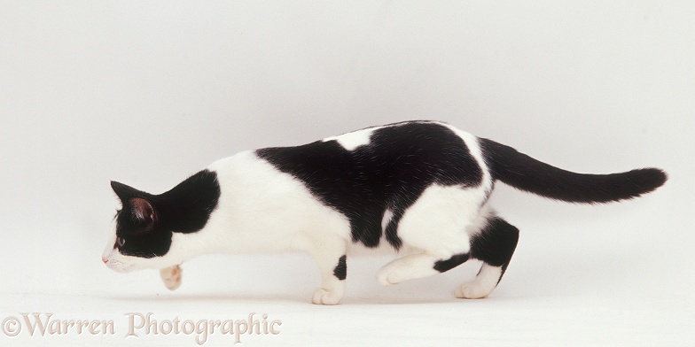 Black-and-white cat stalking, white background