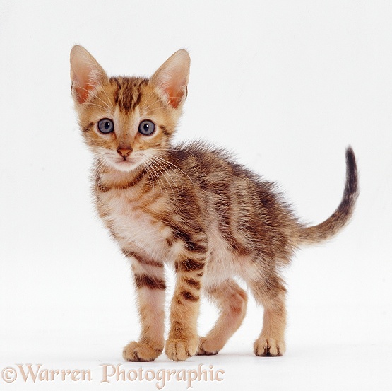 Bengal-cross kitten, 6 weeks old, white background