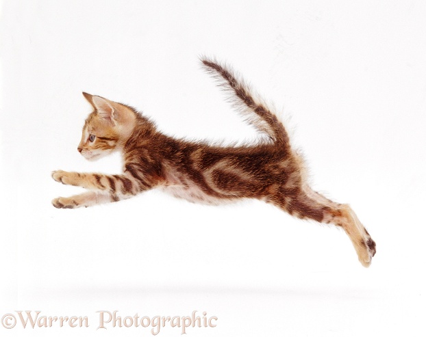 Bengal-cross kitten, 6 weeks old, leaping, white background