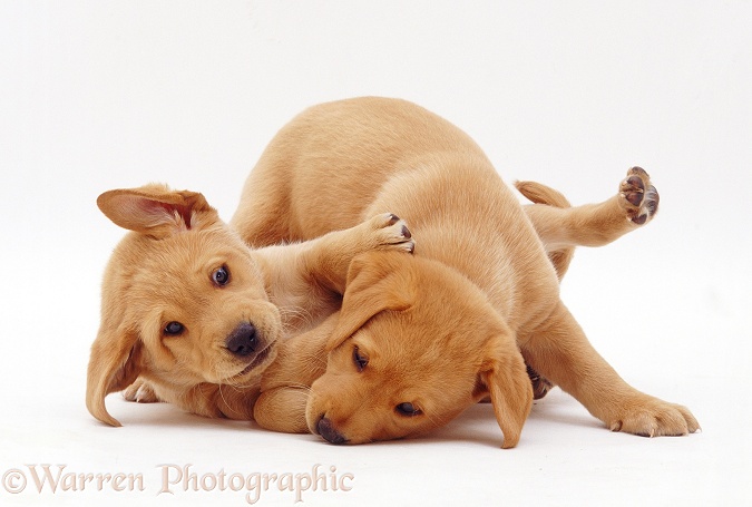 Two Yellow Labrador Retriever pups, 6 weeks old, play-fighting, white background