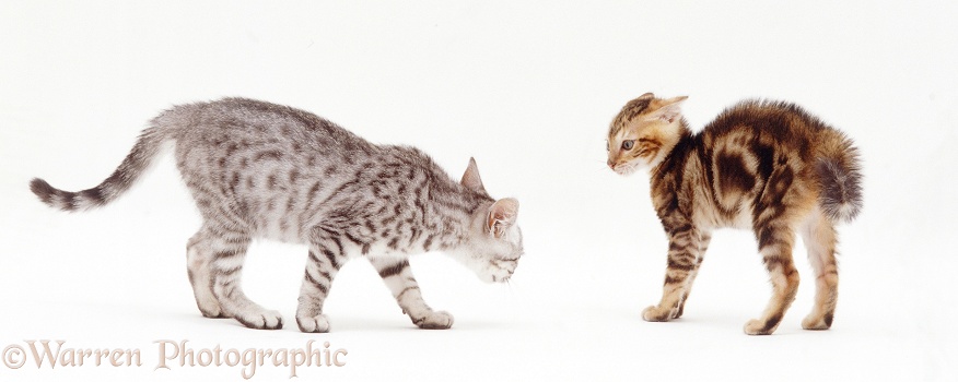 Bengal-cross kitten, Zeppelin, 8 weeks old, menacing a sibling, white background