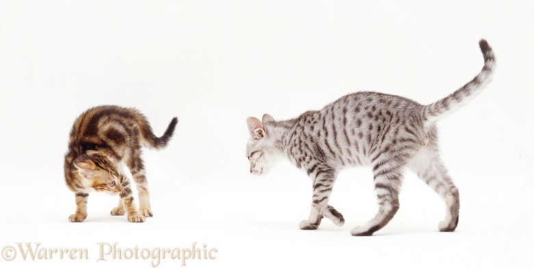 Bengal-cross kitten, Zeppelin, 8 weeks old, menacing a sibling, white background