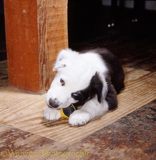Black-and-white Border Collie pup, Patch, 6 weeks old, chewing a toy