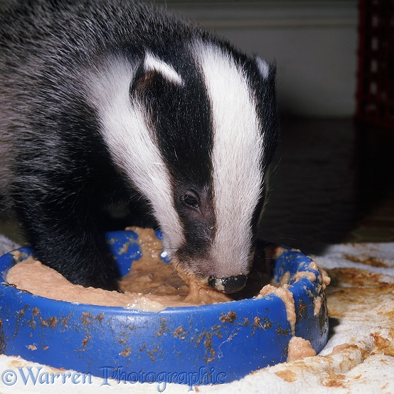Rescue Badger (Meles meles) cub, 9 weeks old, eating from a plastic bowl