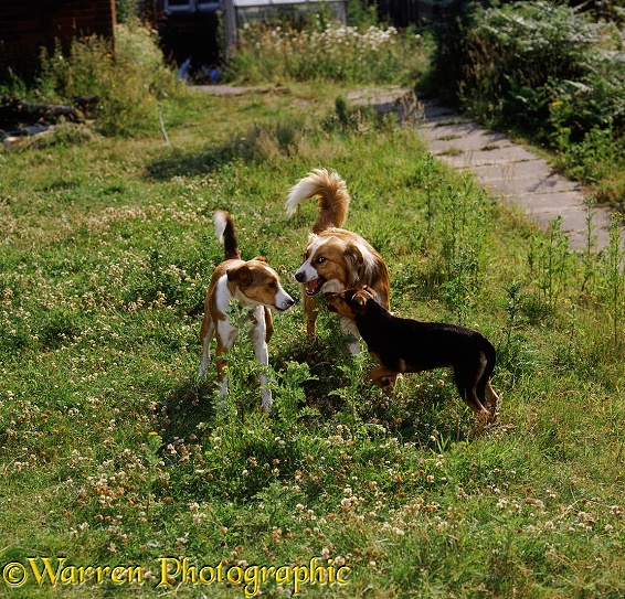 Sable Border Collies, Fan & Jack, meeting a whippet x Lakeland Terrier pup, 19 weeks old