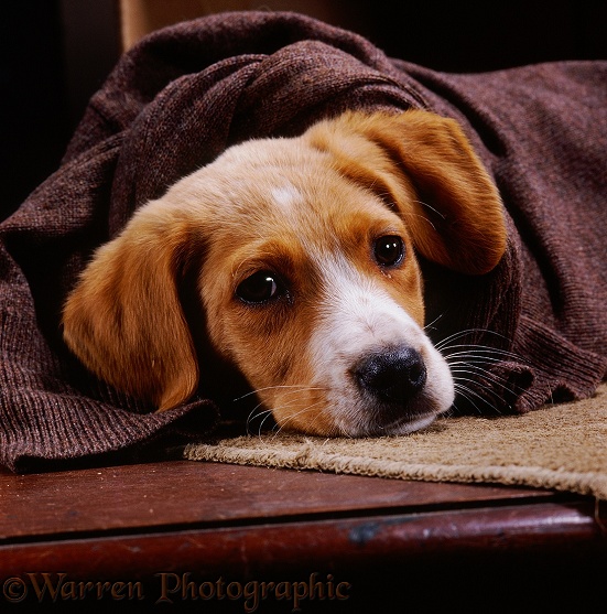 Collie-cross dog, Rupert, 8 weeks old, wrapped in an old jumper to keep him warm