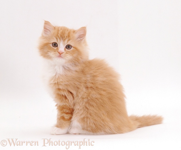 Fluffy ginger-and-white female Persian-cross kitten, 8 weeks old, white background