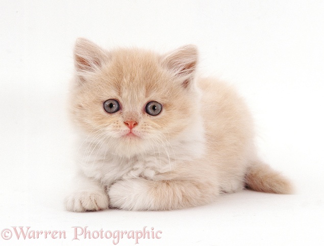 Cream Longhair  Persian male kitten (Cobweb x Peony), 7 weeks old, white background