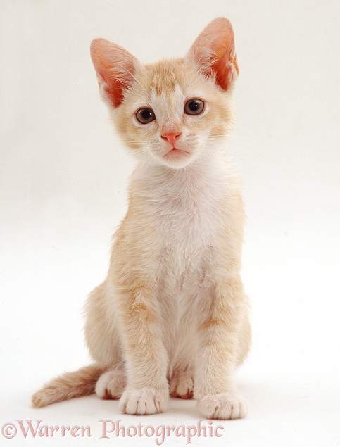 Red Burmese kitten, sitting, 8 weeks old, white background