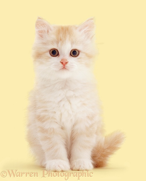 Pale ginger Chinchilla-cross kitten, 8 weeks old, white background