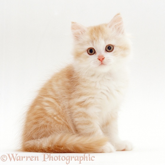 Pale ginger Chinchilla-cross kitten, 8 weeks old, white background