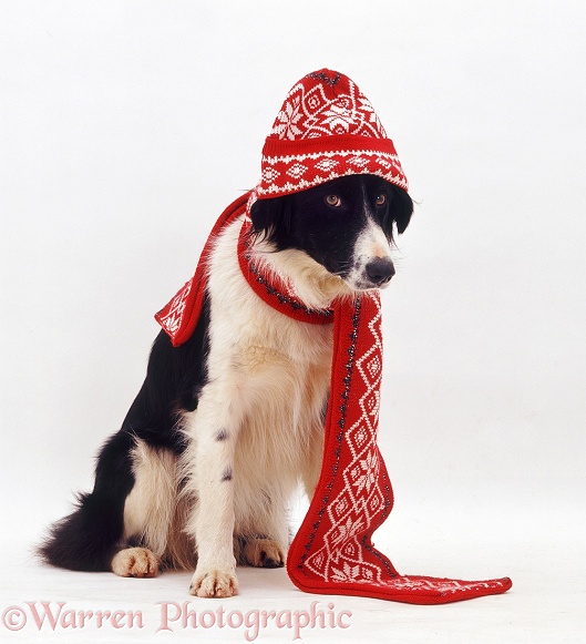 Black-and-white Border Collie, Phoebe, wearing a Christmas hat and scarf, white background