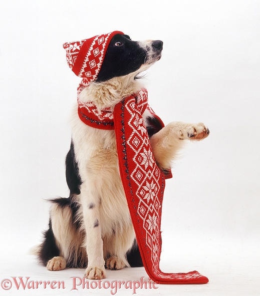 Black-and-white Border Collie, Phoebe, wearing a Christmas hat and scarf, white background
