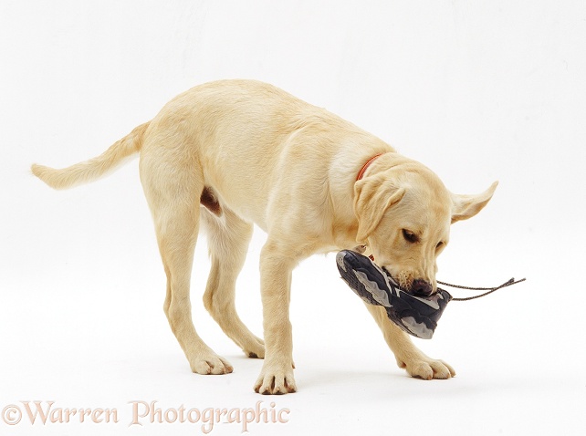 Labrador x Golden Retriever dog pup, Remus, 5 months old, chewing a shoe, white background