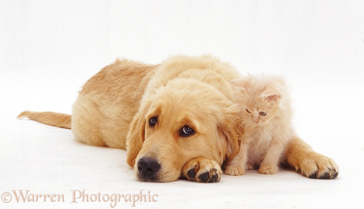 Golden Retriever pup, Jasmine, lying with a lilac kitten, white background