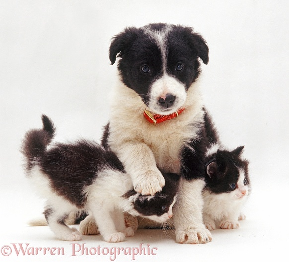 Black-and-white Border Collie puppy, Phoebe, and black-and-white kittens, white background