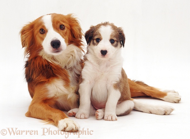 Border Collie bitch, Lollipop, and pup, 5 weeks old, white background