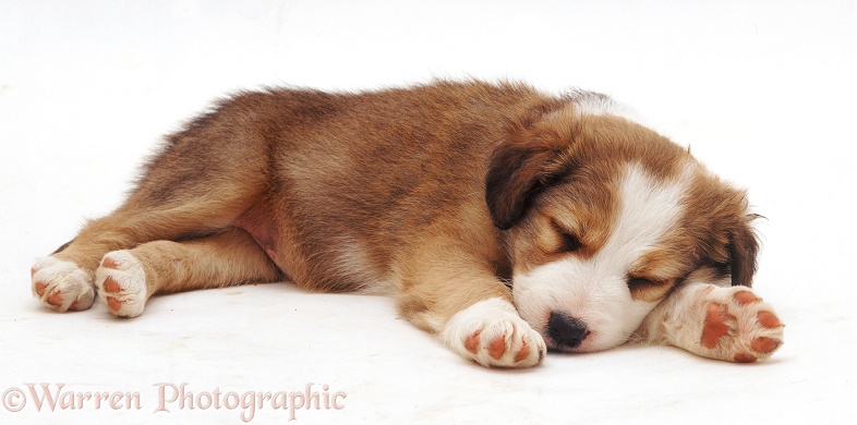Border Collie pup, 5 weeks old, sleeping, white background