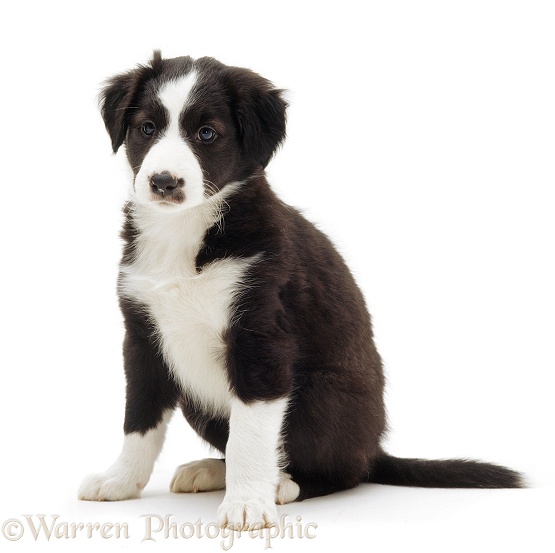 Black-and-white Border Collie pup, 6 weeks old, white background