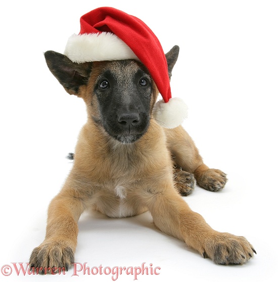 Belgian Shepherd Dog pup, Antar, 10 weeks old, wearing a Father Christmas hat, white background
